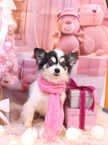 20241228ロミオくん